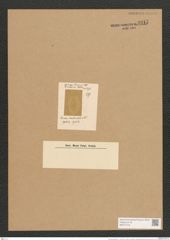 Cocconeis denticula L.-F. (de-Toni-Nr.: Genus 40, Species 1824) Zeichnungen Sammlung Grunow Nr. 3617 (NHMW-BOT-W0371218)